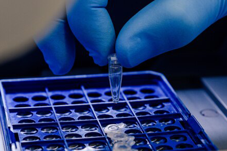 preimplantation